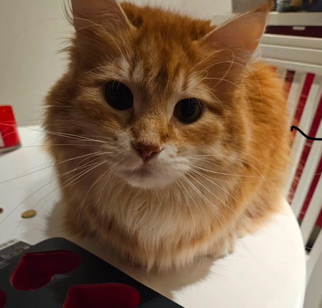 Sibirisk katt Ferrari